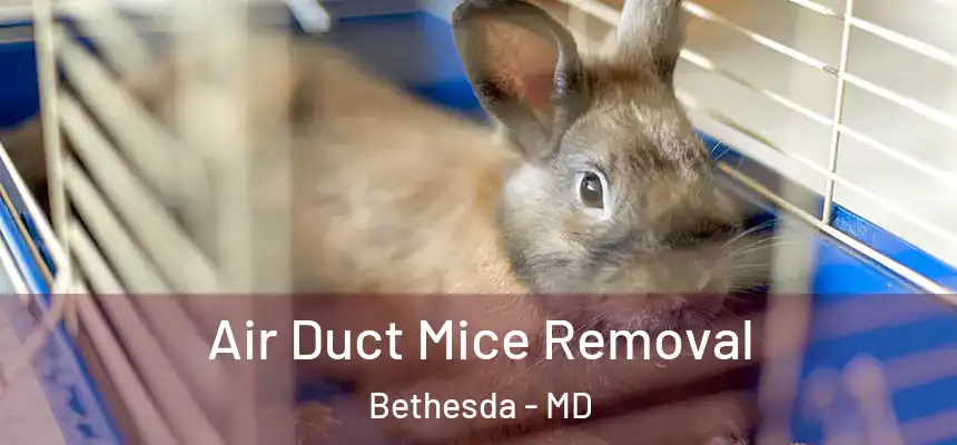 Air Duct Mice Removal Bethesda - MD